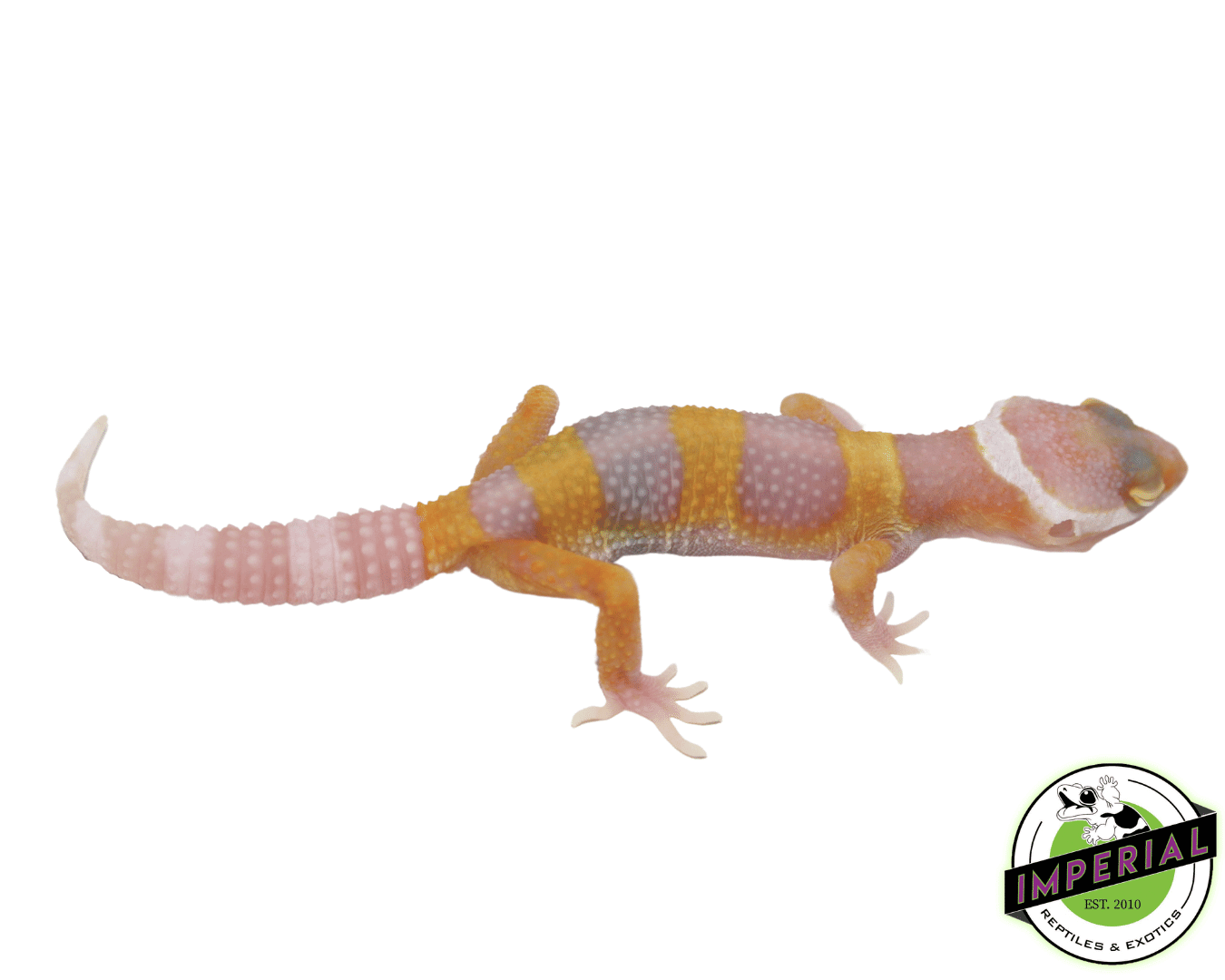 Bubblegum Albino Leopard Gecko — image 2