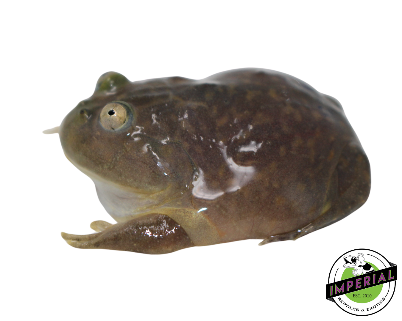 Budgett's Frog Baby — image 2