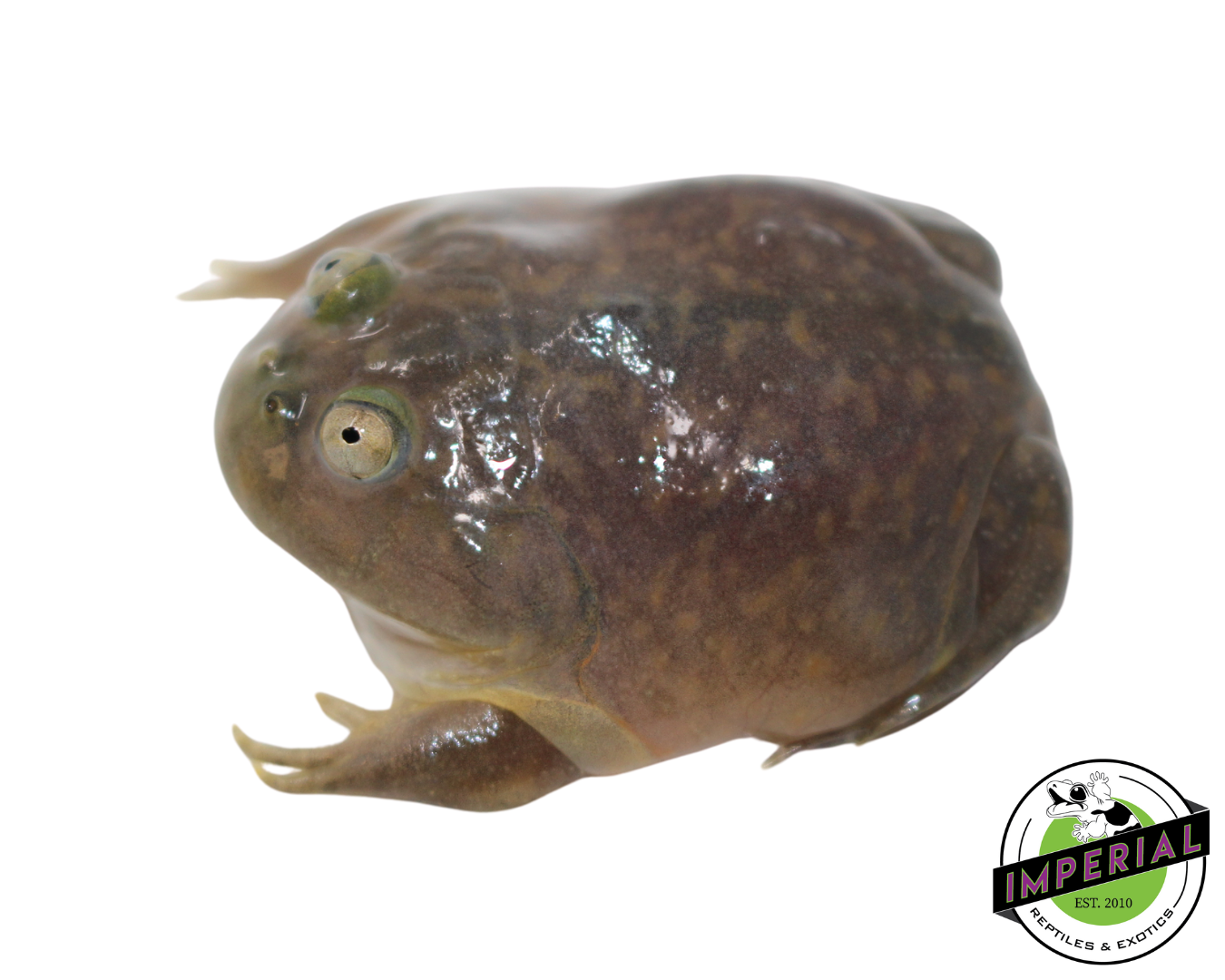 Budgett's Frog Baby — image 3