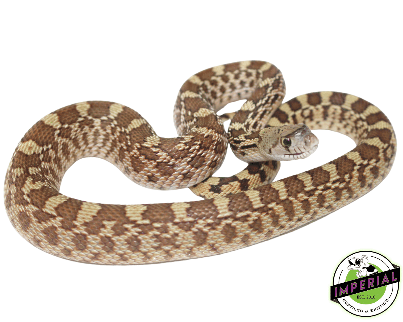 Bullsnake