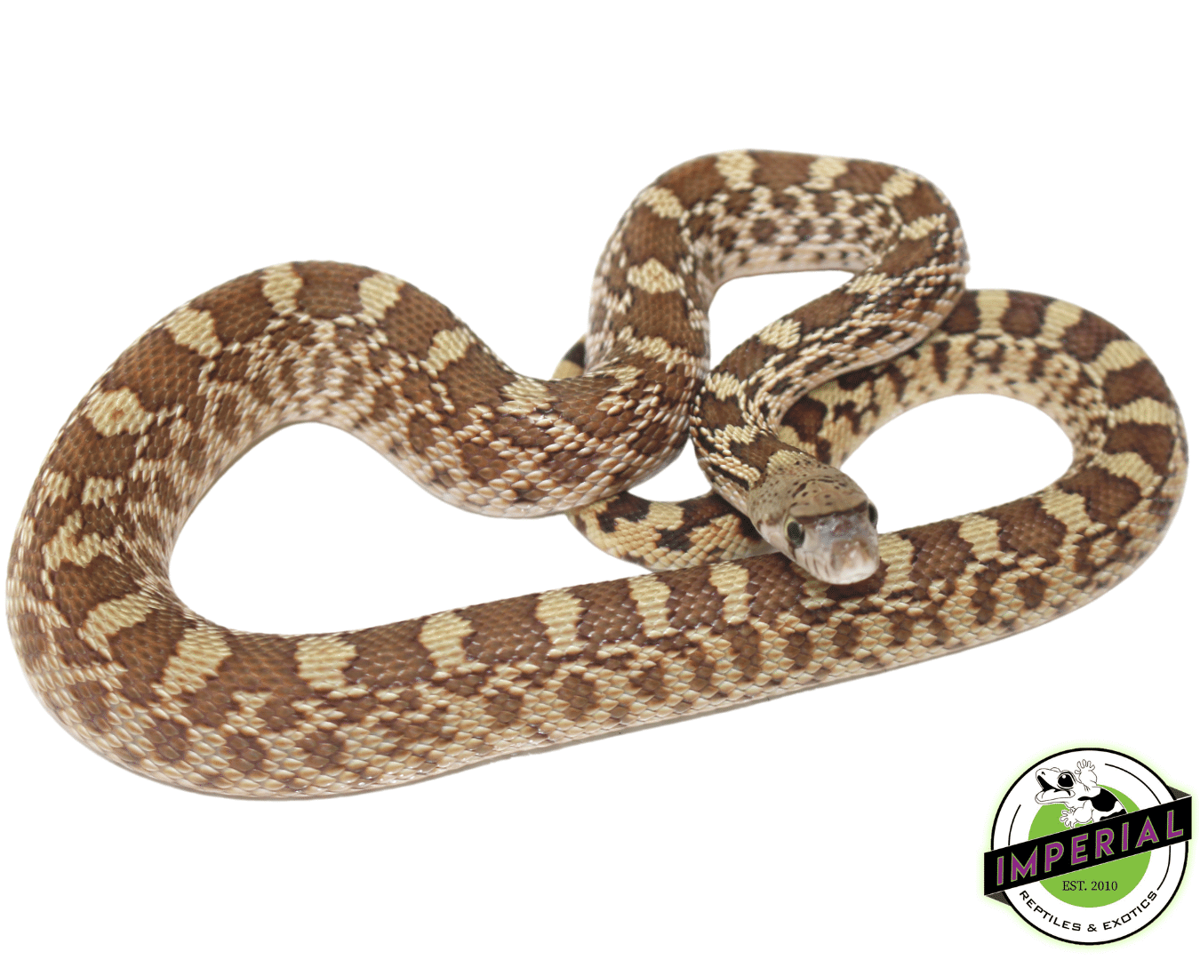 Bullsnake — image 2