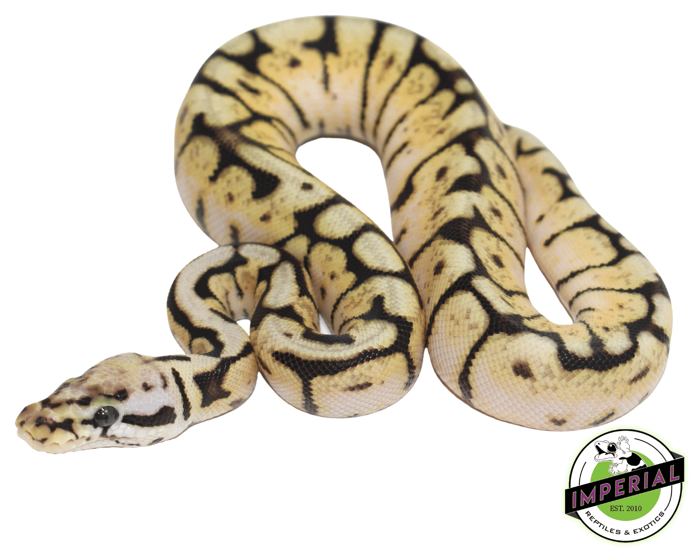 Bumble Bee Ball Python Baby — image 2