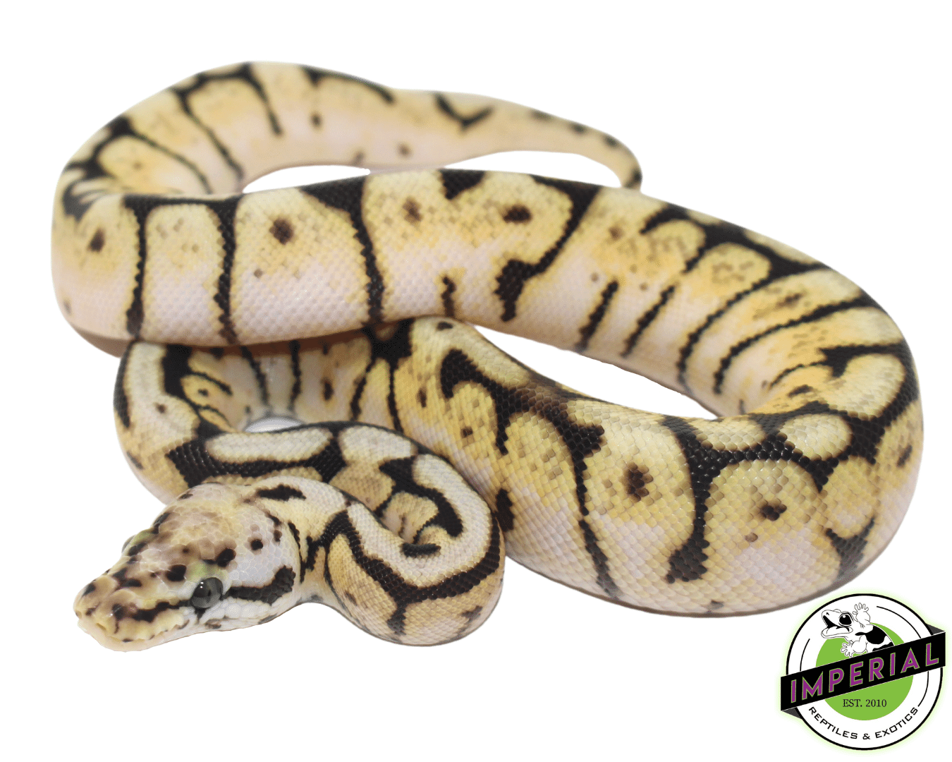 Bumble Bee Ball Python Baby — image 3