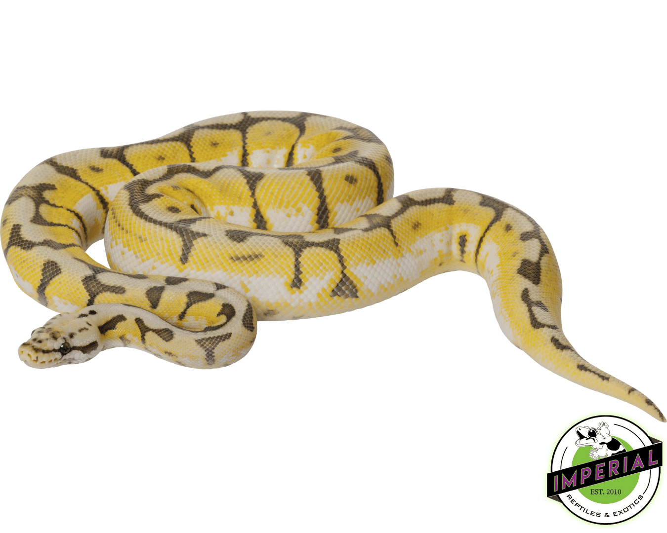Bumble Bee Ball Python