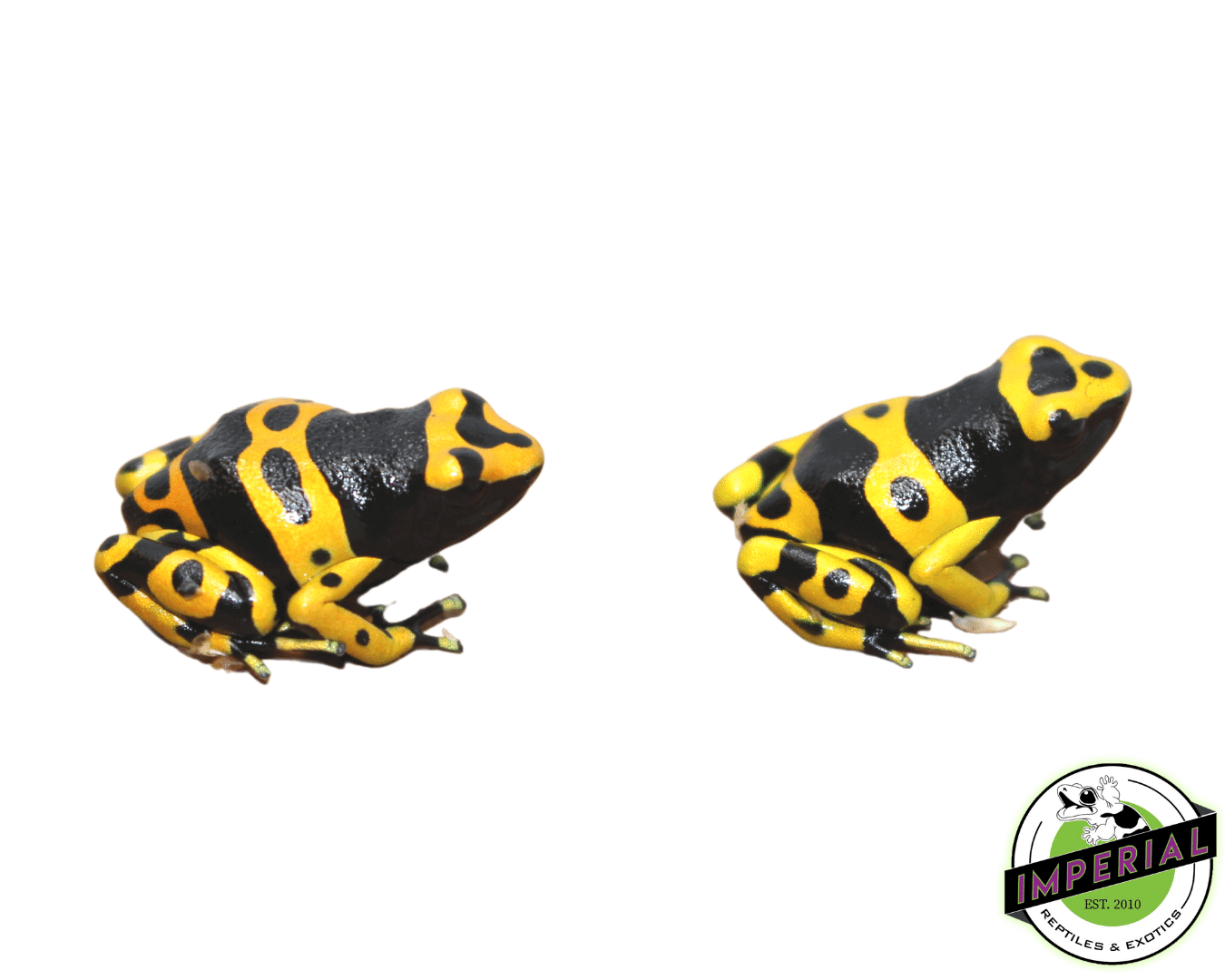Bumble Bee Dart Frog (Dendrobates leucomelas) — image 2