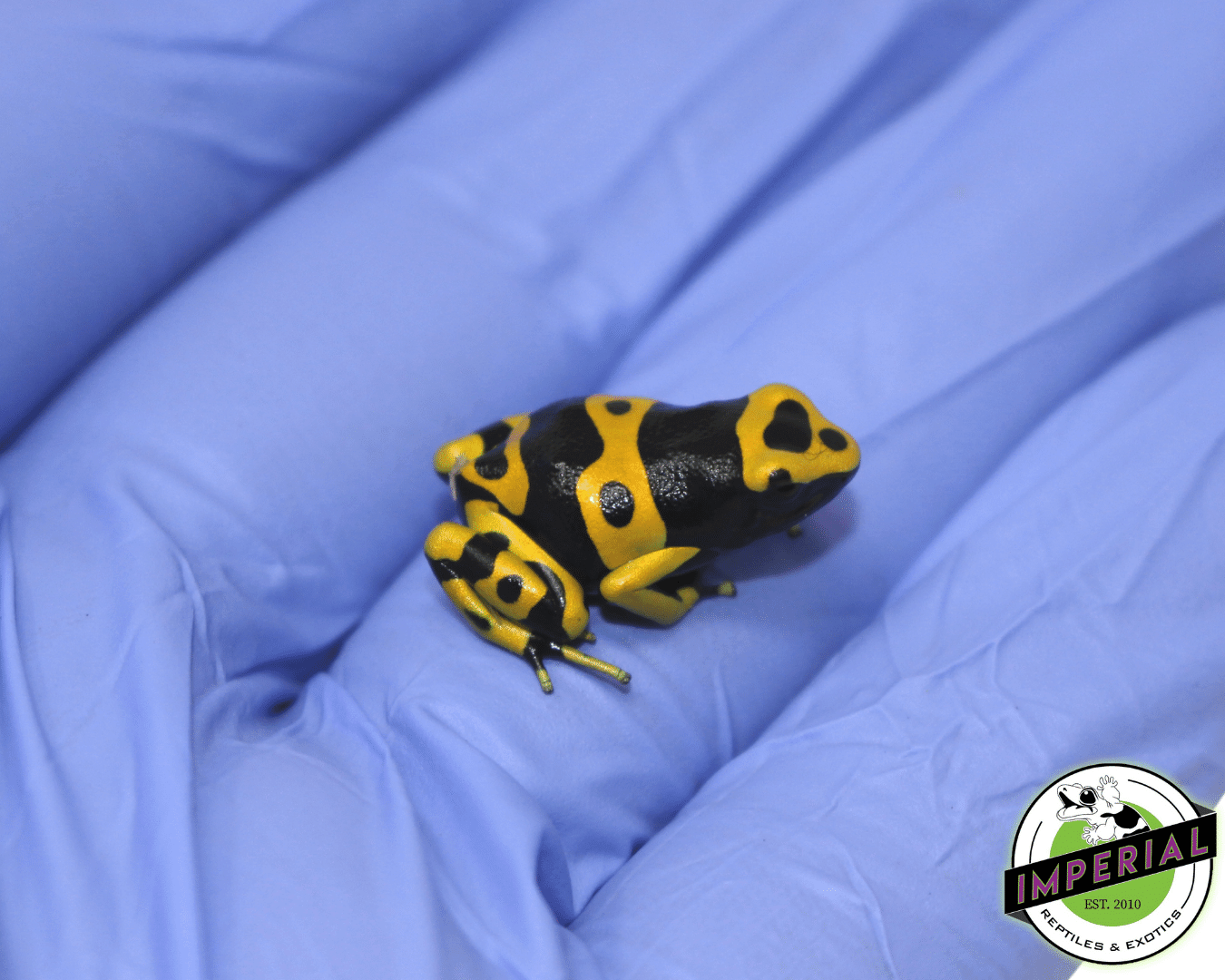 Bumble Bee Dart Frog (Dendrobates leucomelas) — image 3