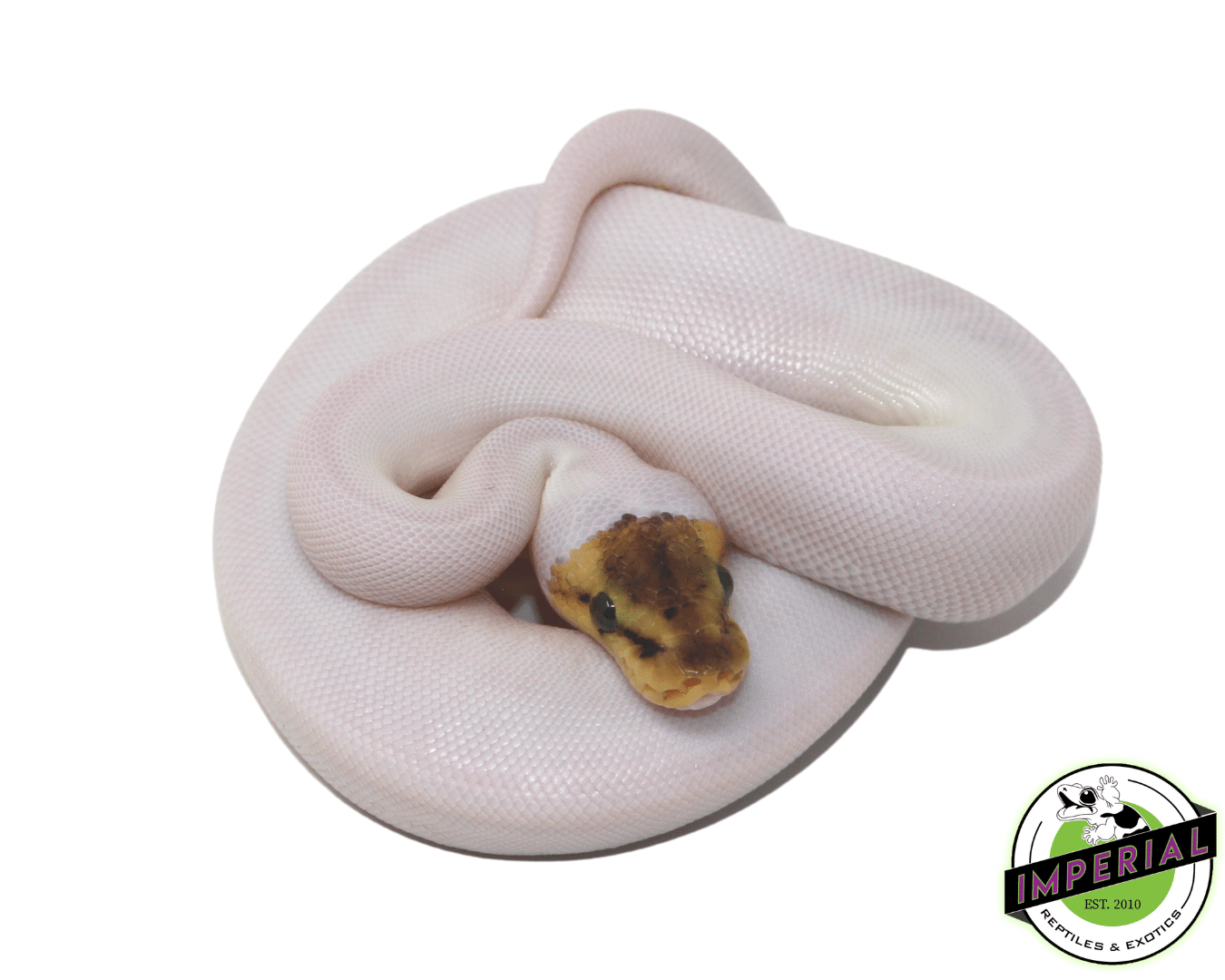 Bumble Bee Spied Ball Python — image 2