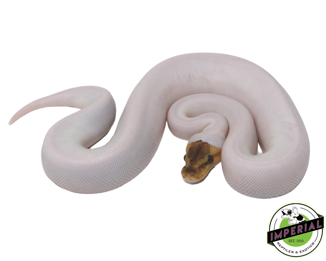 Bumble Bee Spied Ball Python
