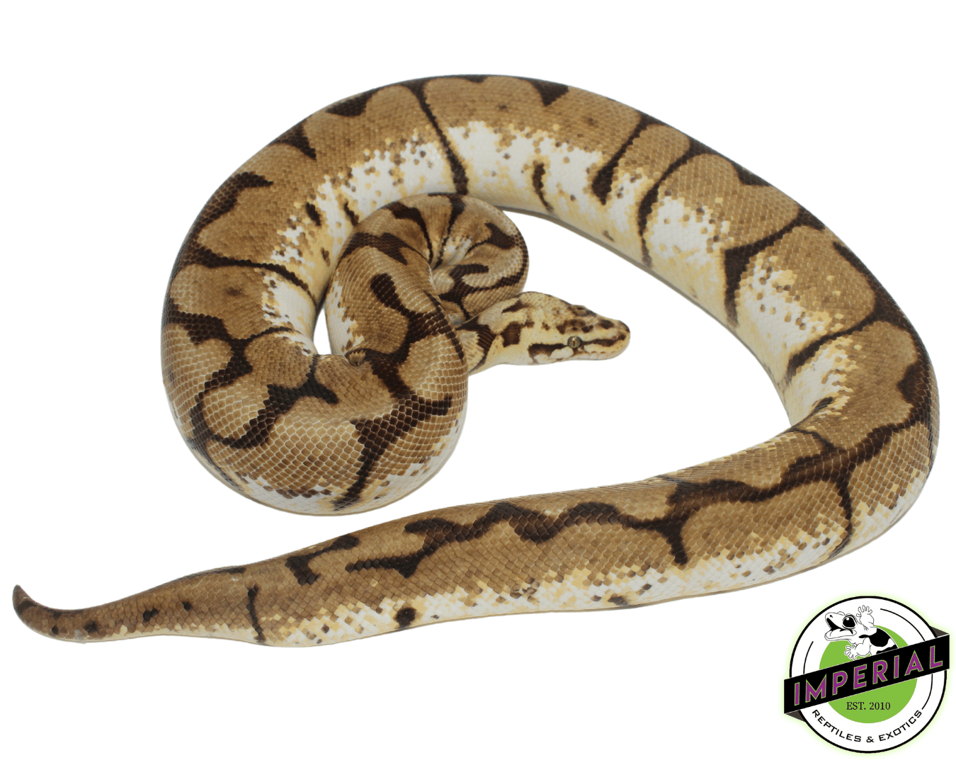 Bumblebee Ball Python Adult Female