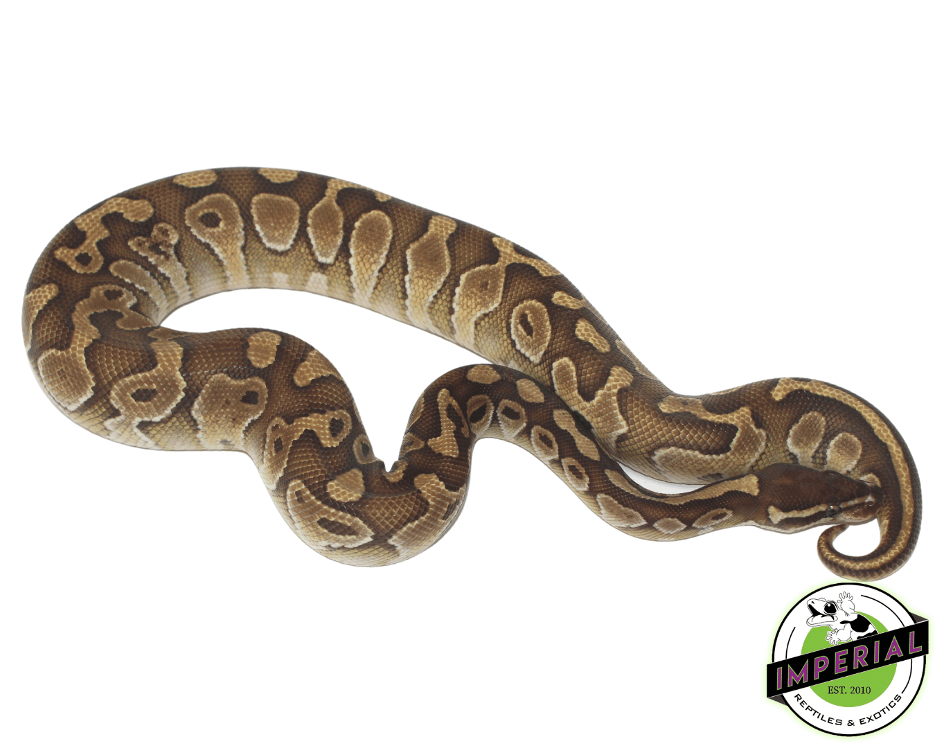 Butter Cinnamon Het Hypo Ball Python — image 2