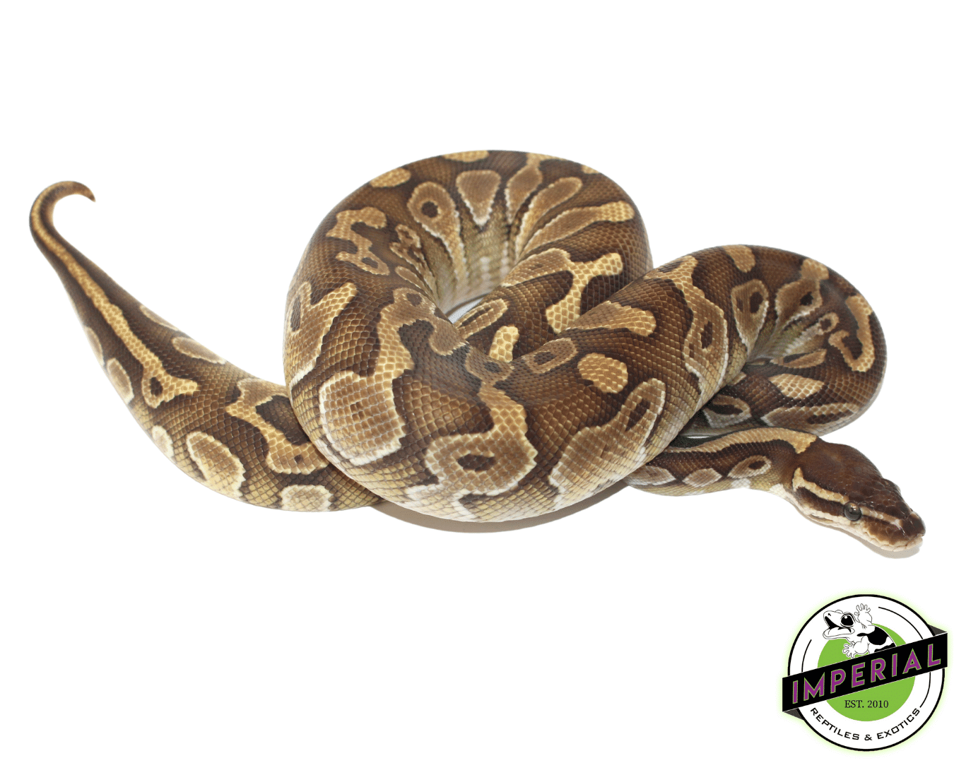 Butter Cinnamon Het Hypo Ball Python