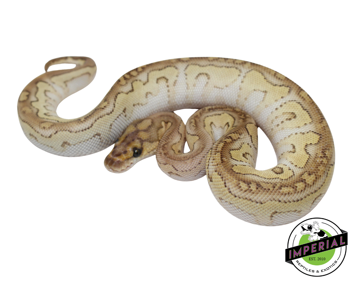 Butter Clown Ball Python Baby — image 2