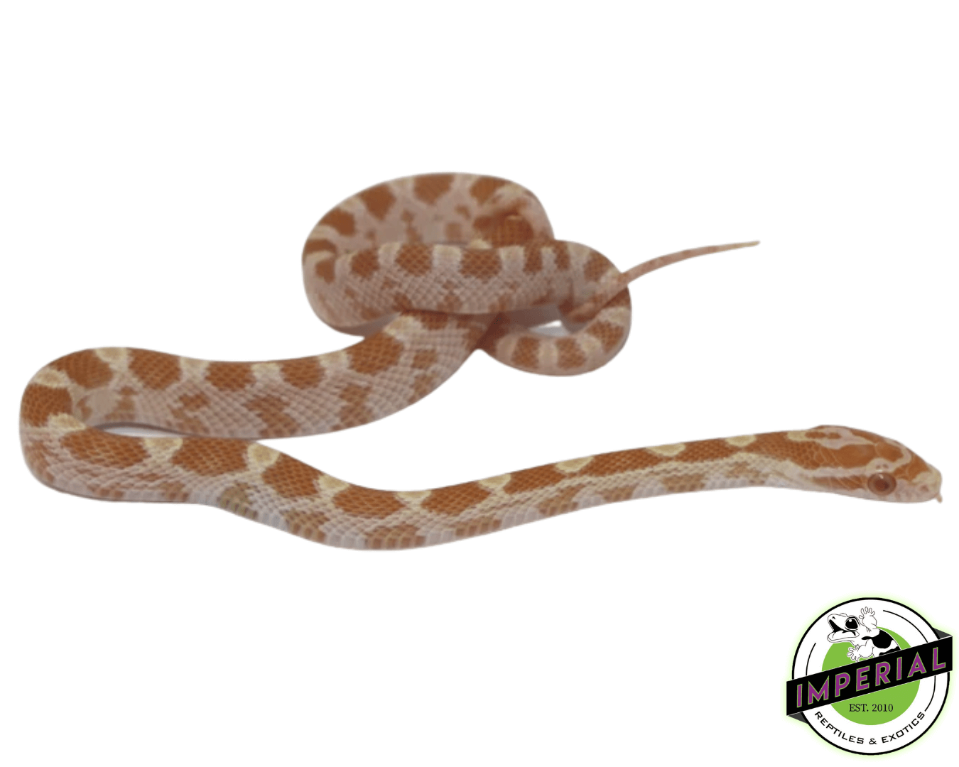 Butter Corn Snake Baby — image 2