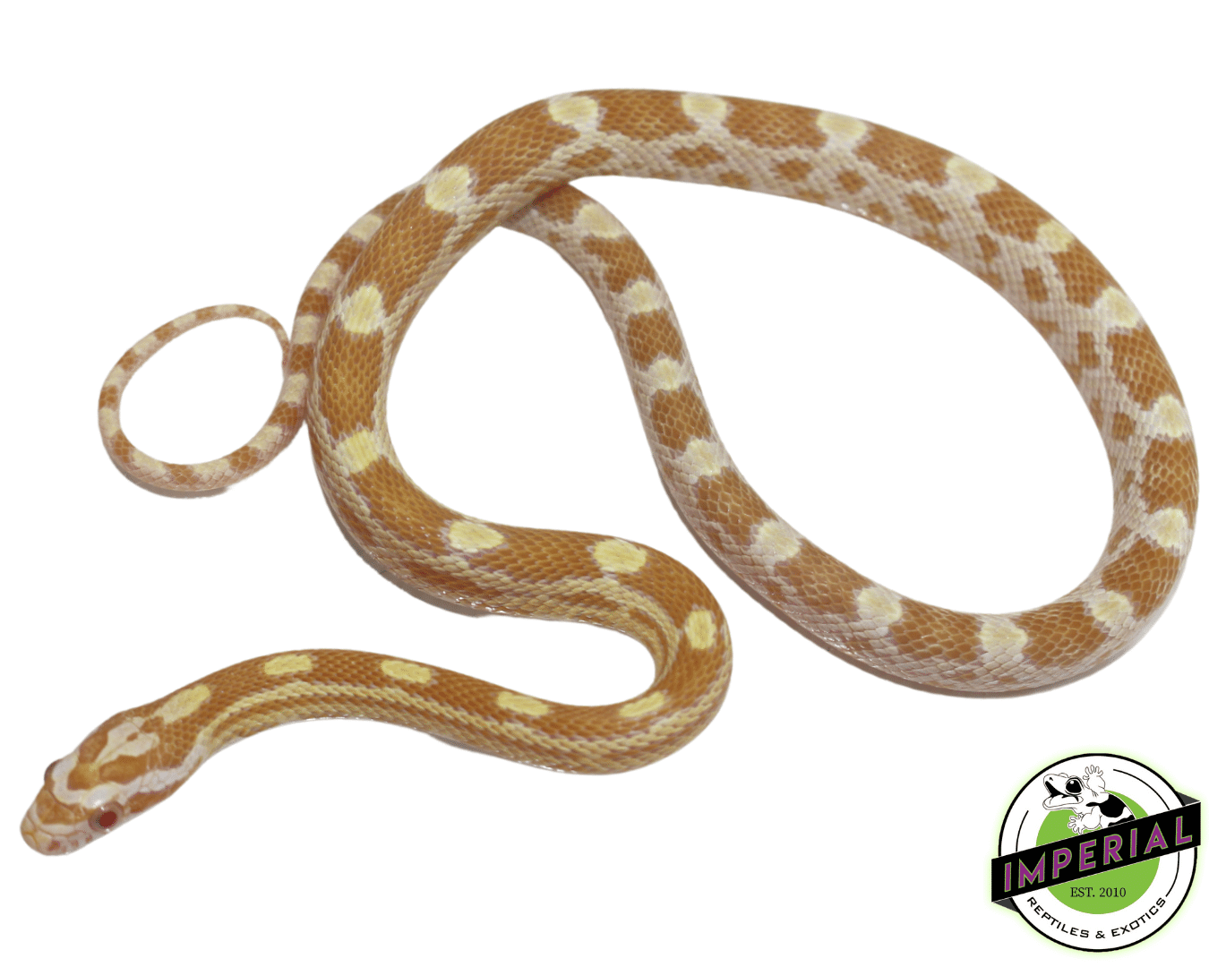 Butter Corn Snake Baby