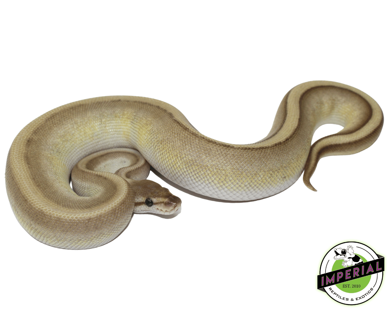 Butter Genetic Stripe Ball Python