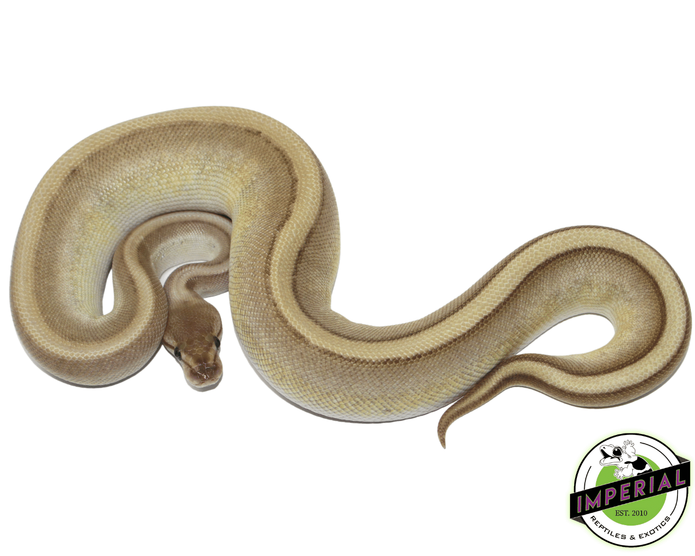 Butter Genetic Stripe Ball Python — image 2