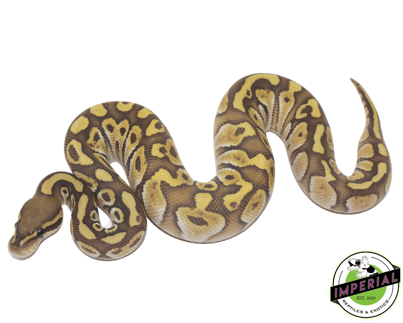 Butter Ghost Ball Python