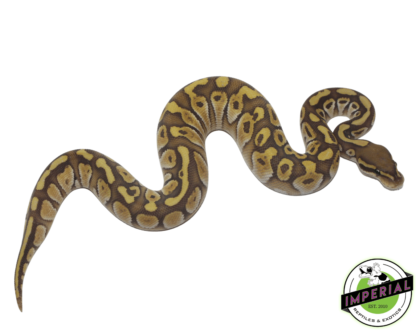 Butter Ghost Ball Python — image 2