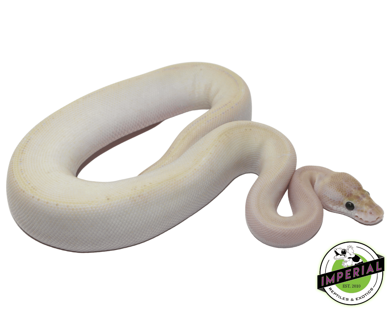 Butter Ivory Genetic Stripe Ball Python