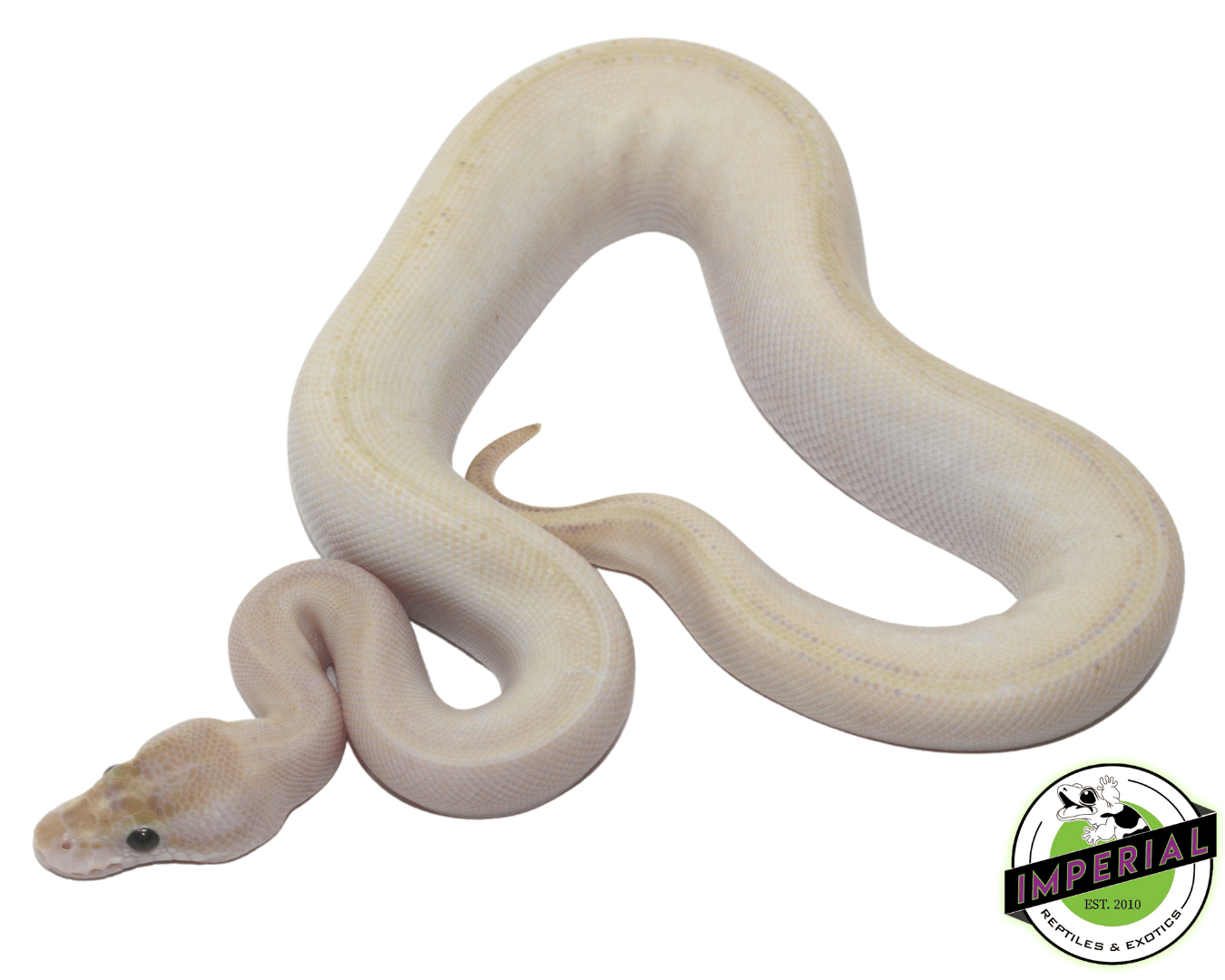 Butter Ivory Genetic Stripe Ball Python — image 2
