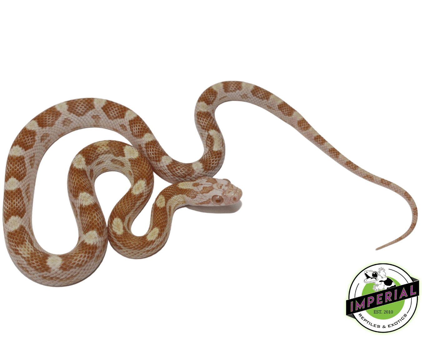 Butter Motley Corn Snake Baby