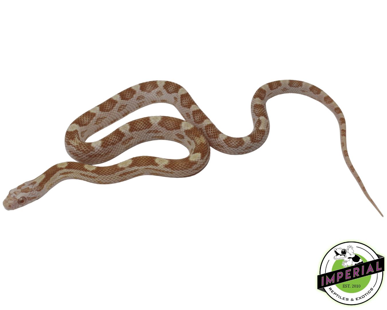 Butter Motley Corn Snake Baby — image 2
