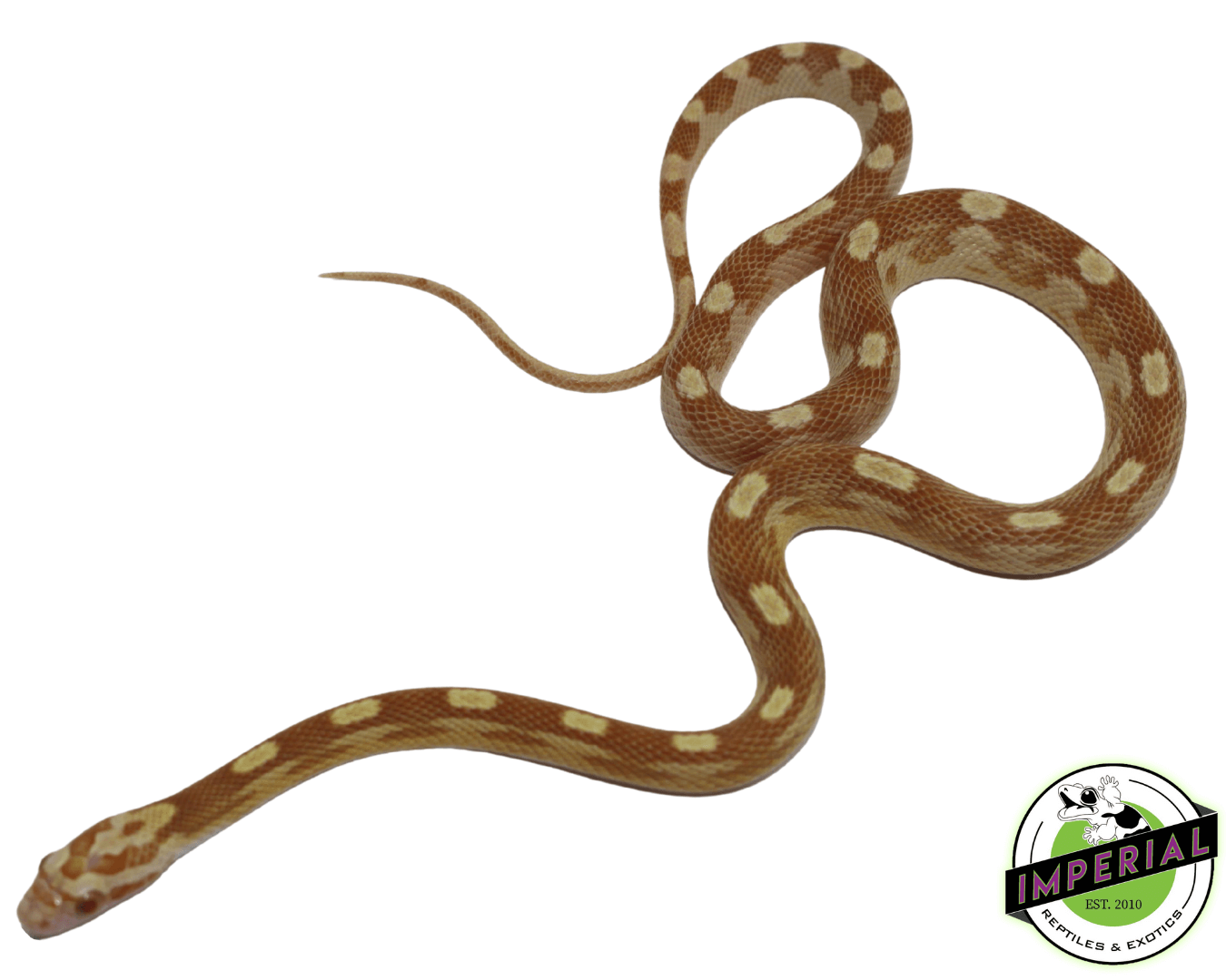 Butter Motley Corn Snake Baby — image 3