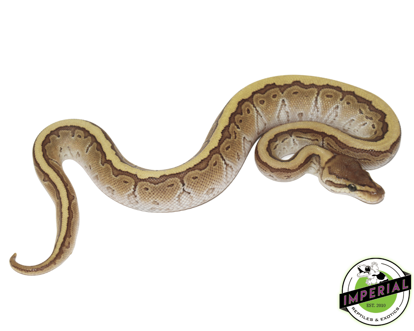 Butter Pinstripe Ball Python Male