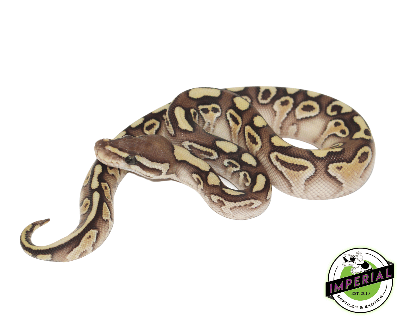 Butter Yellowbelly Ball Python