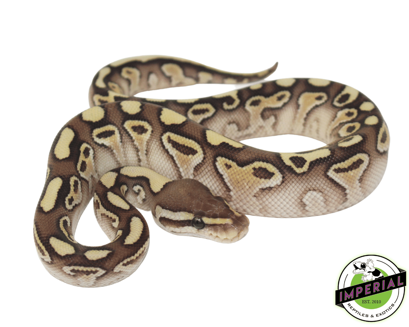 Butter Yellowbelly Ball Python — image 2