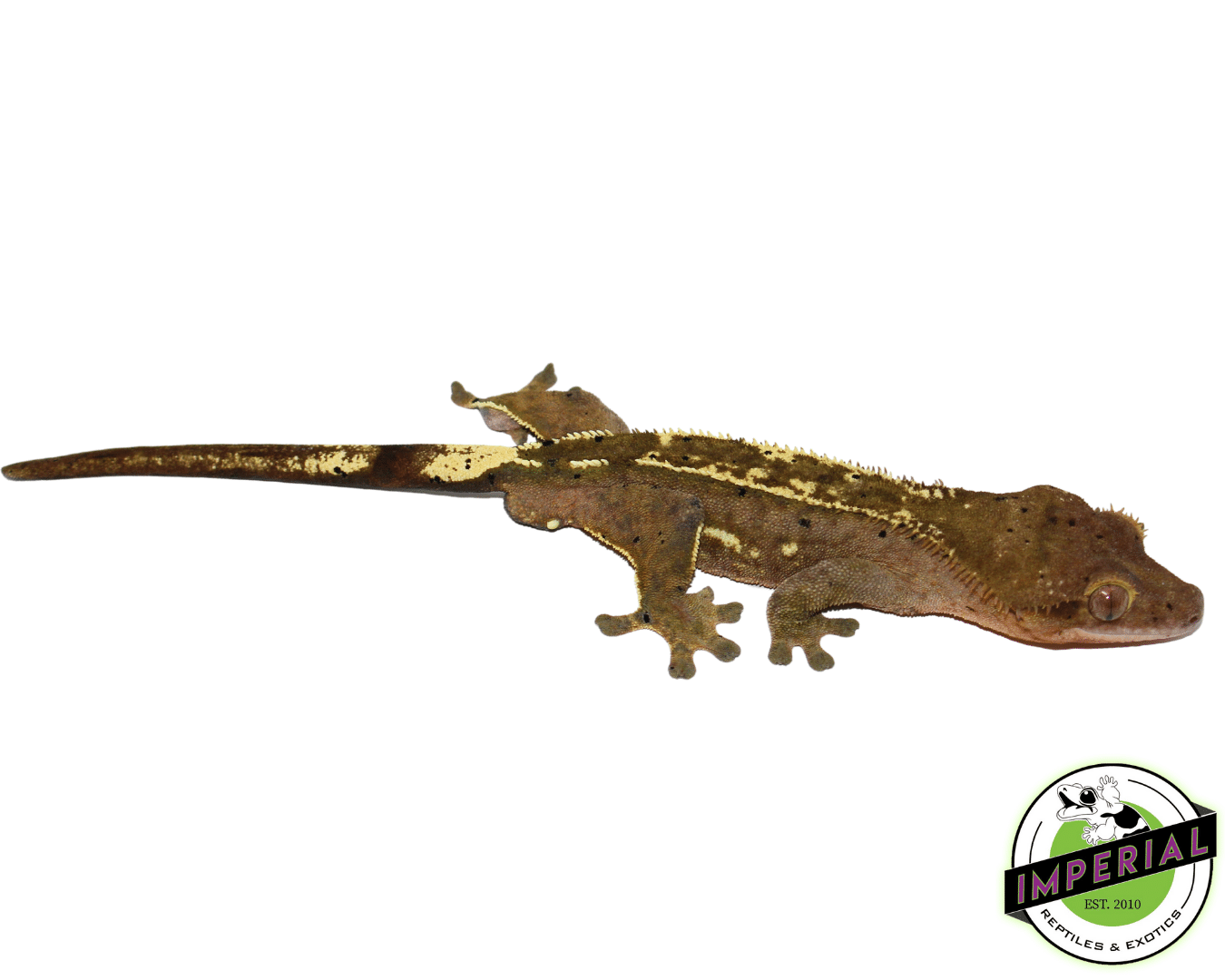 C2 Citrus Crested Gecko Adult Male