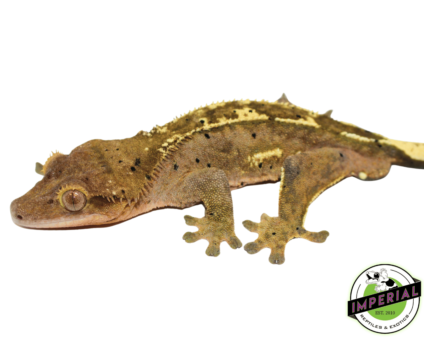 C2 Citrus Crested Gecko Adult Male — image 2