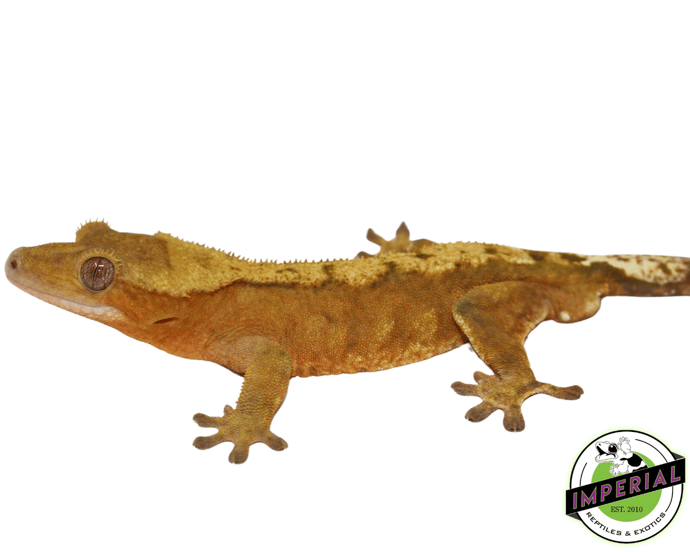 C2 Citrus Crested Gecko Adult Male — image 3