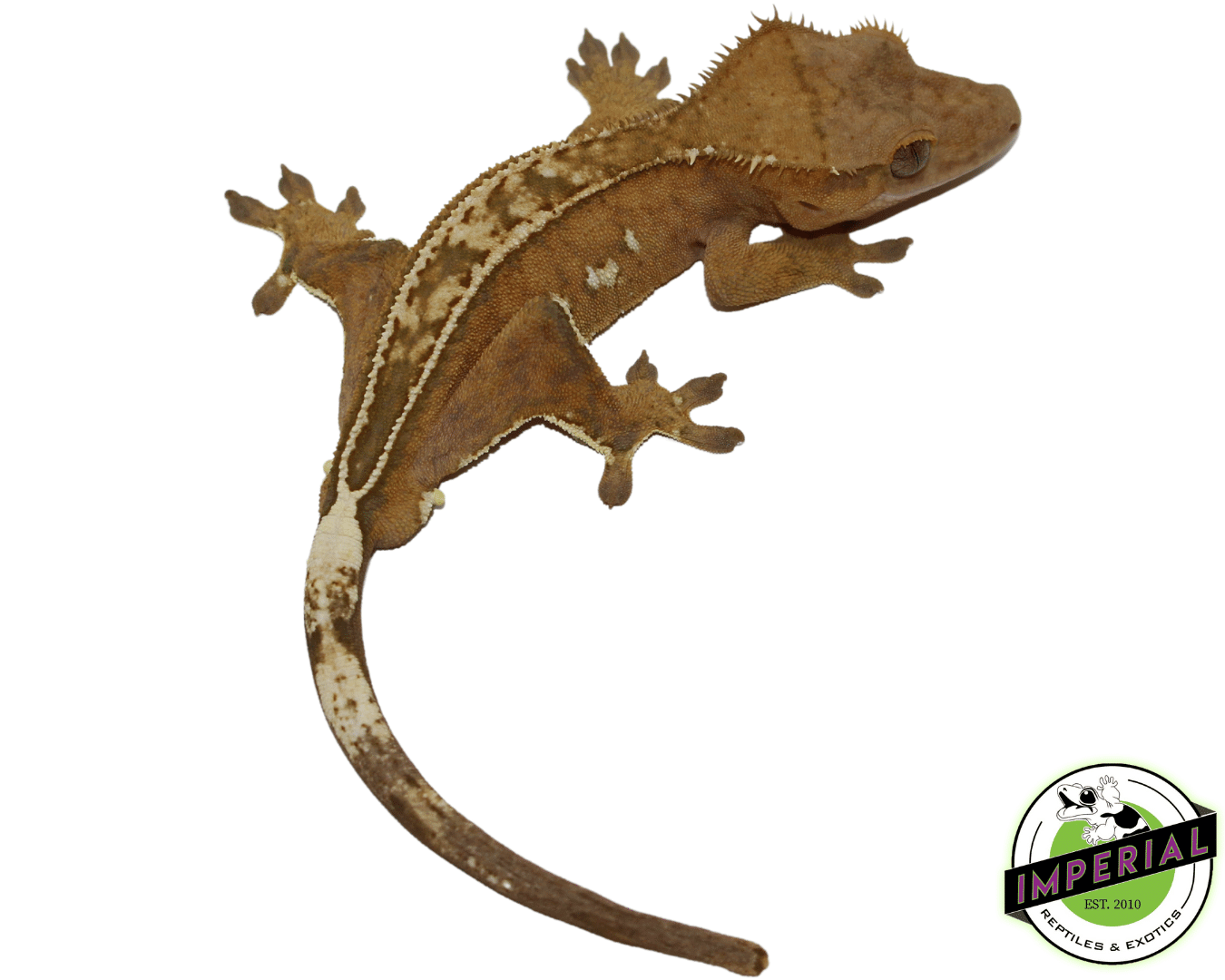C2 Pin Crested Gecko Adult Male — image 2