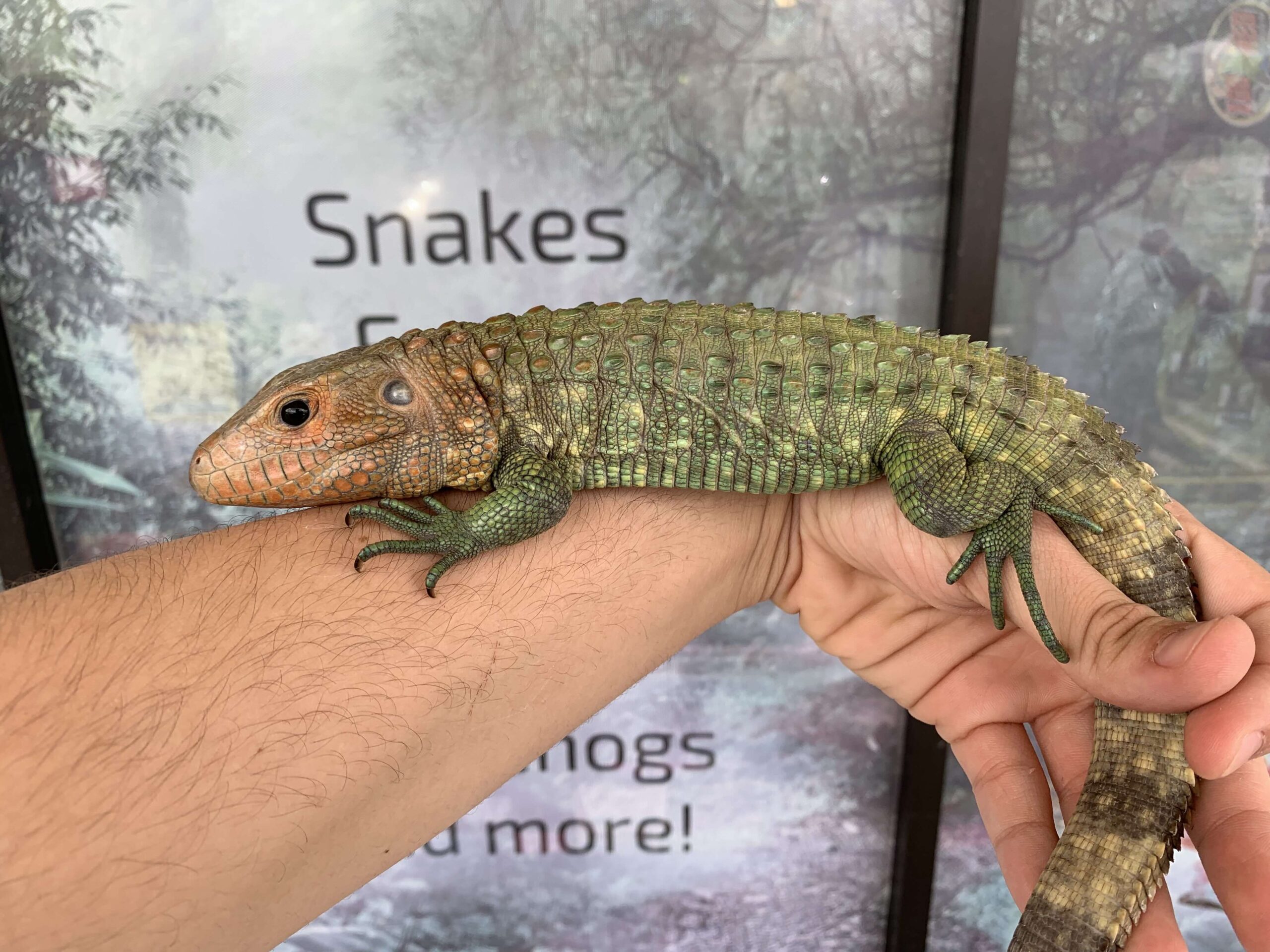 Caiman Lizard Baby — image 2