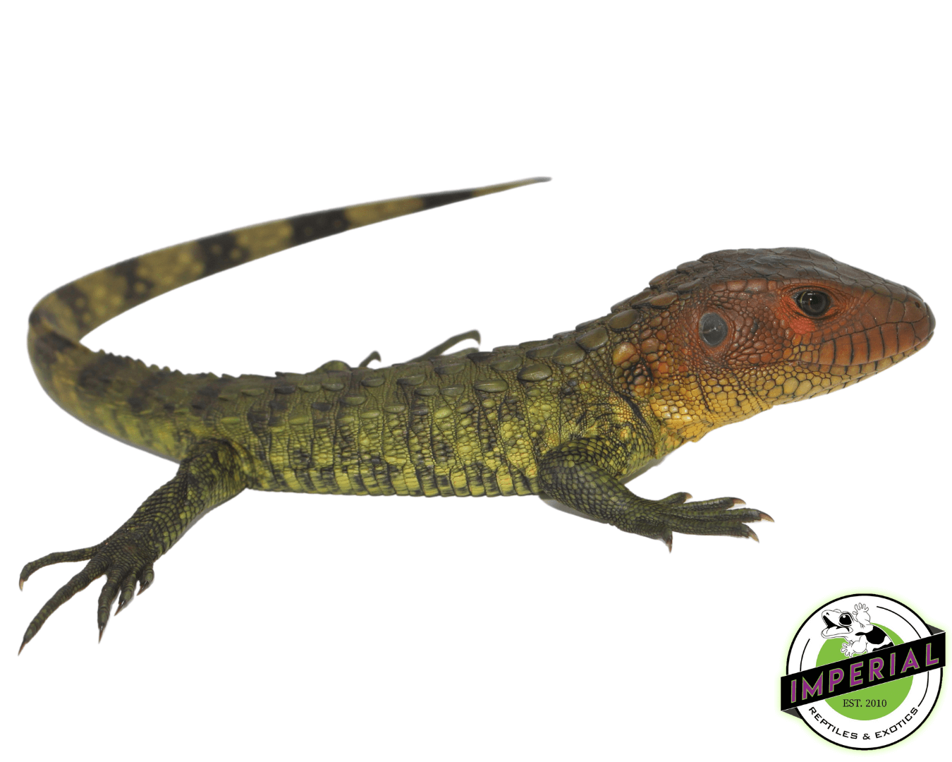 Caiman Lizard Baby