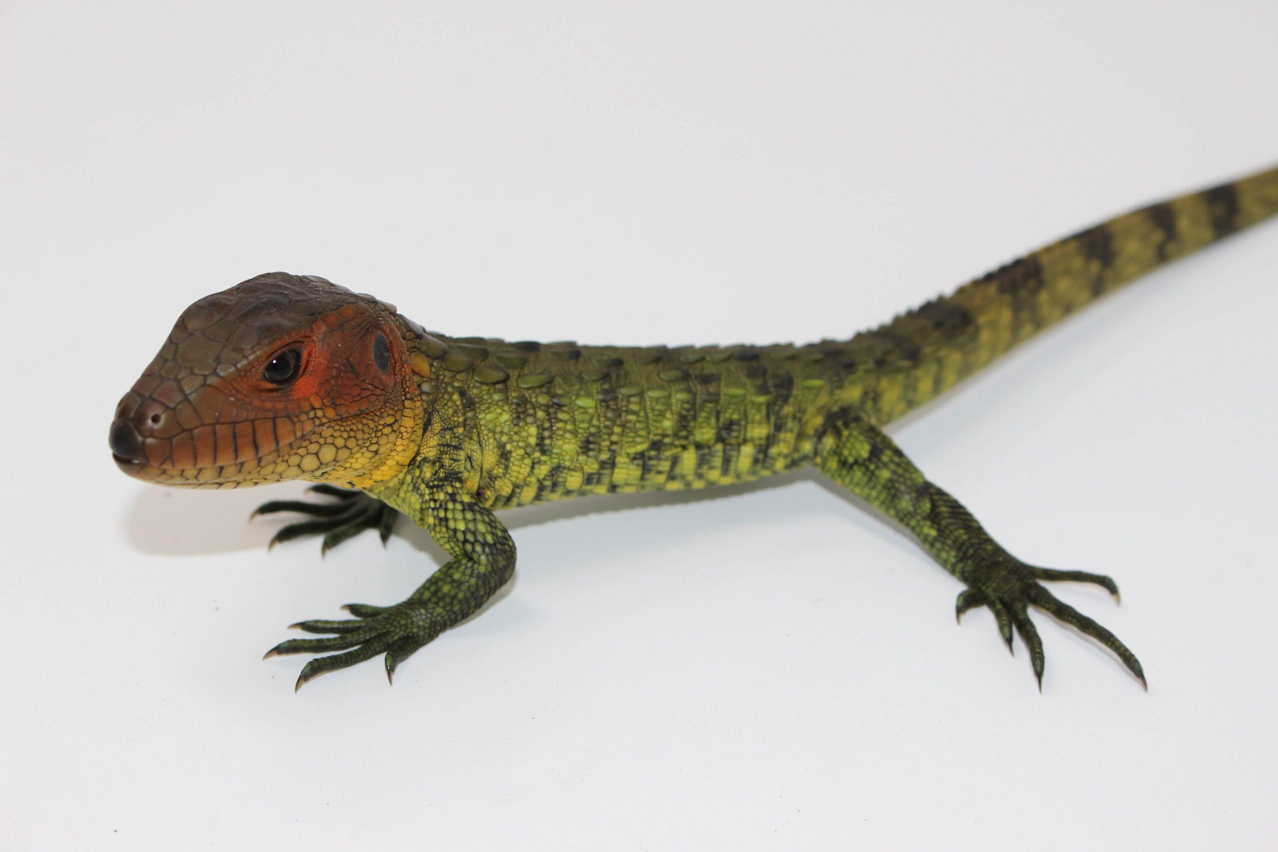 Caiman Lizard Baby — image 3