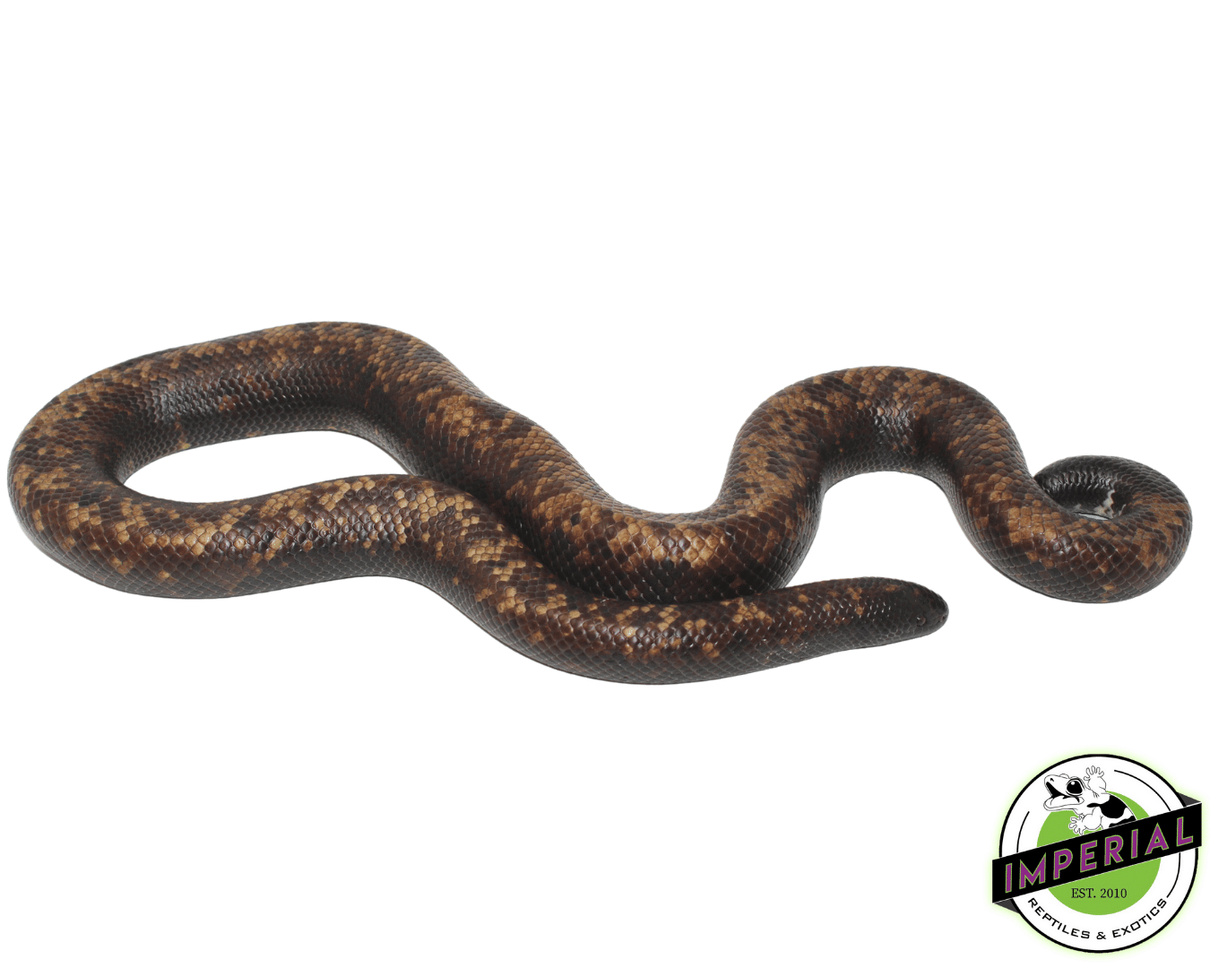 Calabar Python — image 2