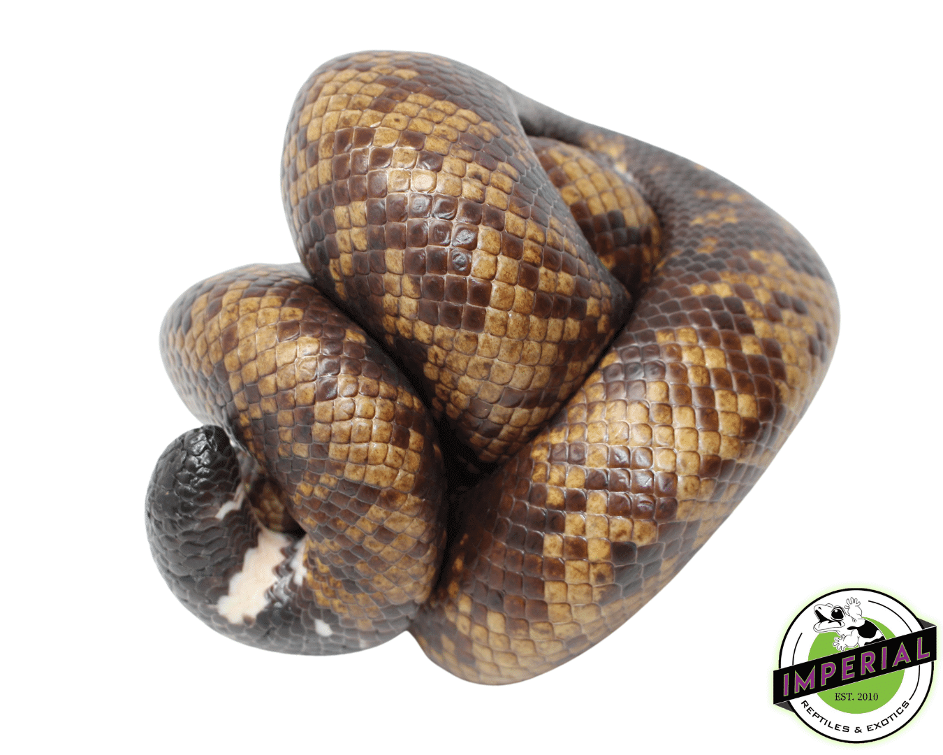 Calabar Python — image 3