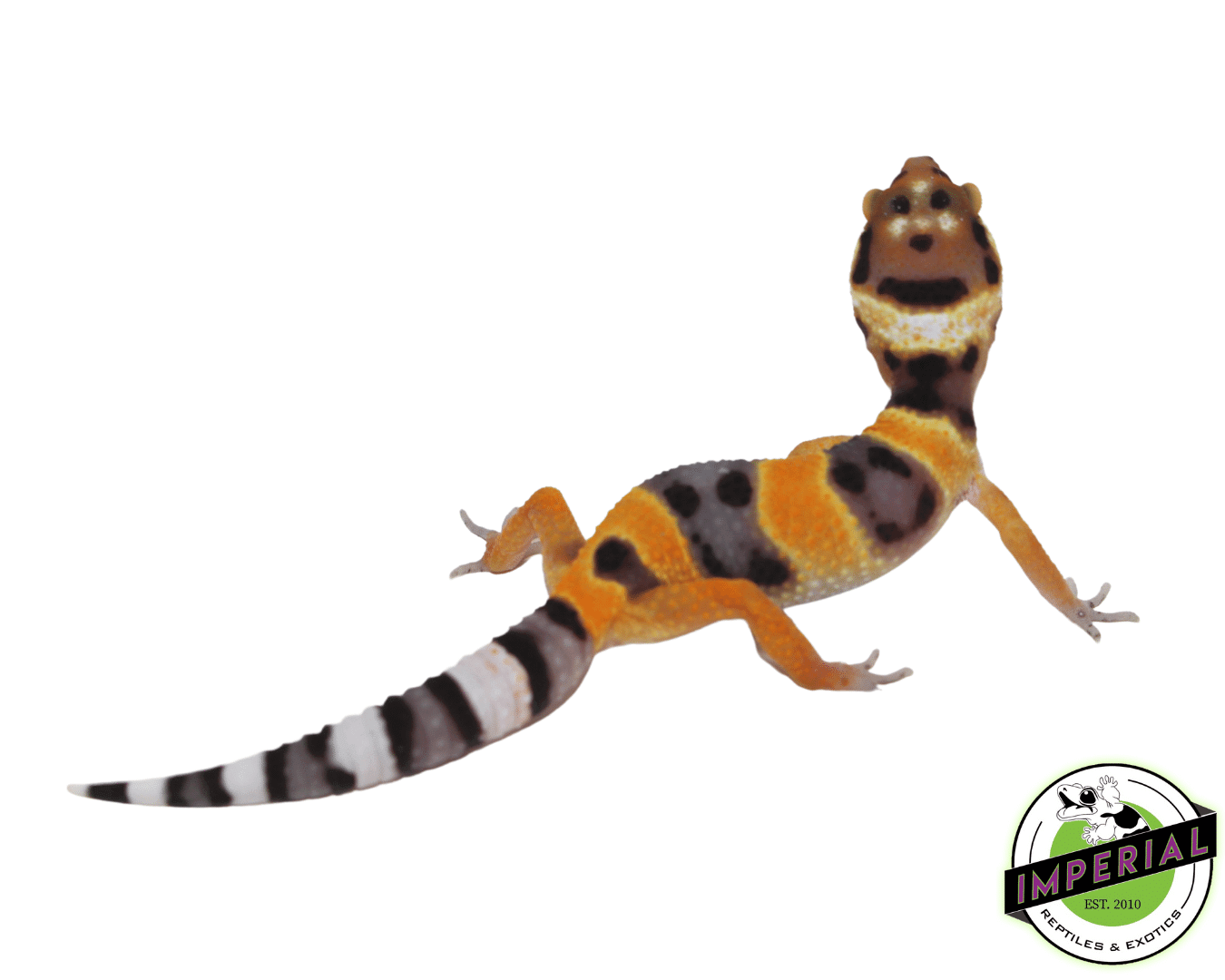 Calico Firefox Leopard Gecko — image 2