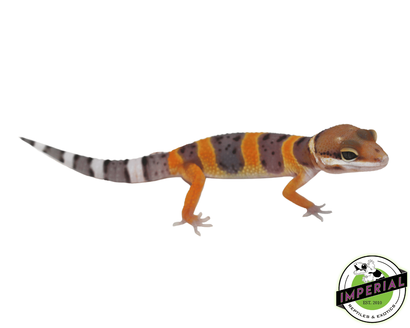 Calico Firefox Leopard Gecko