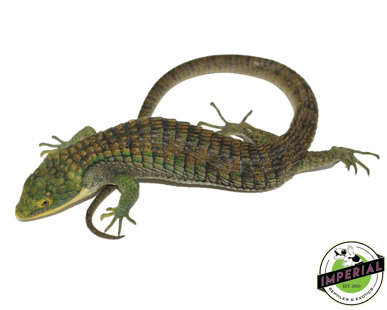 Calico Mexican Alligator Lizard (Abronia graminea)