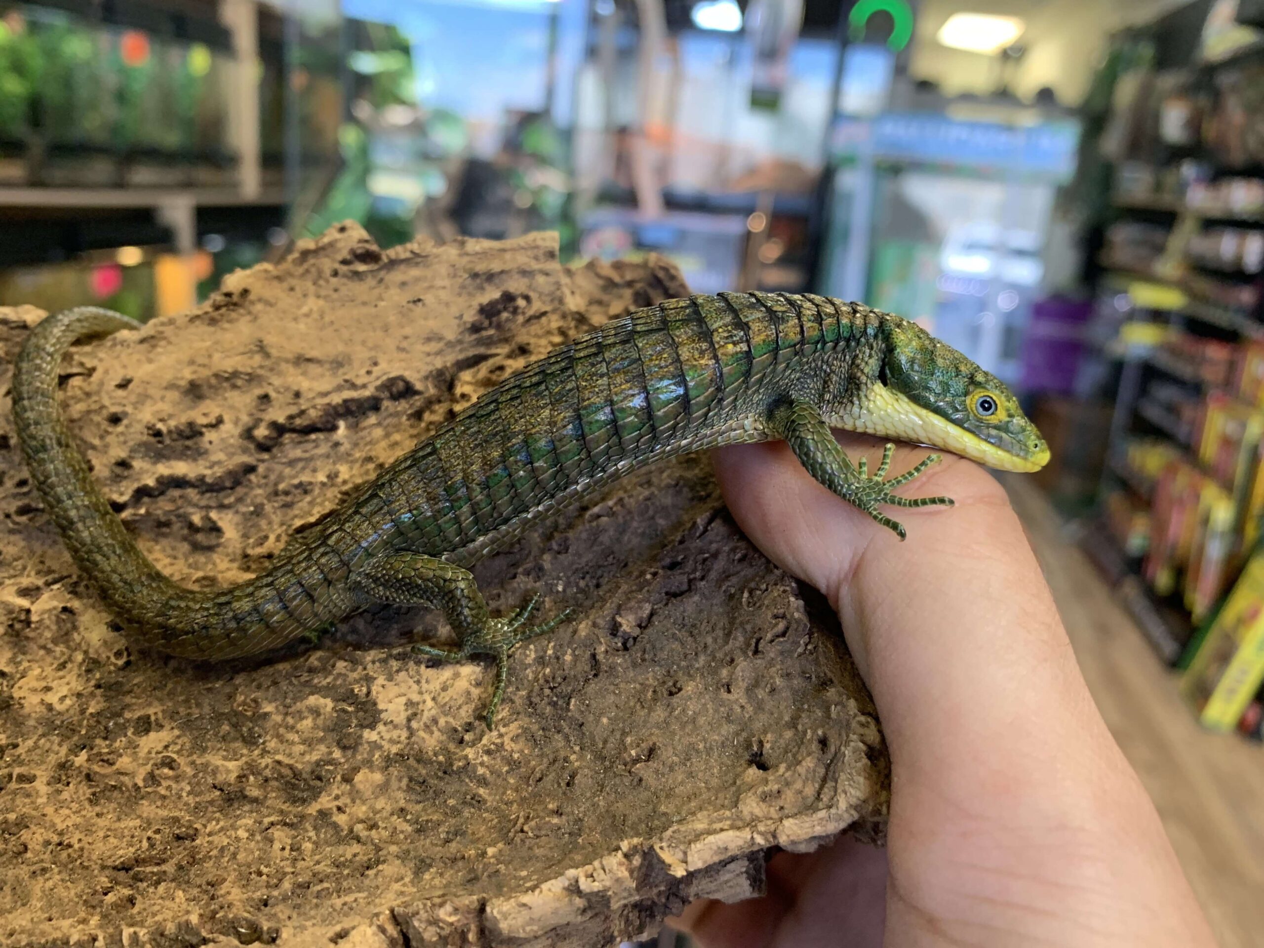 Calico Mexican Alligator Lizard (Abronia graminea) — image 2