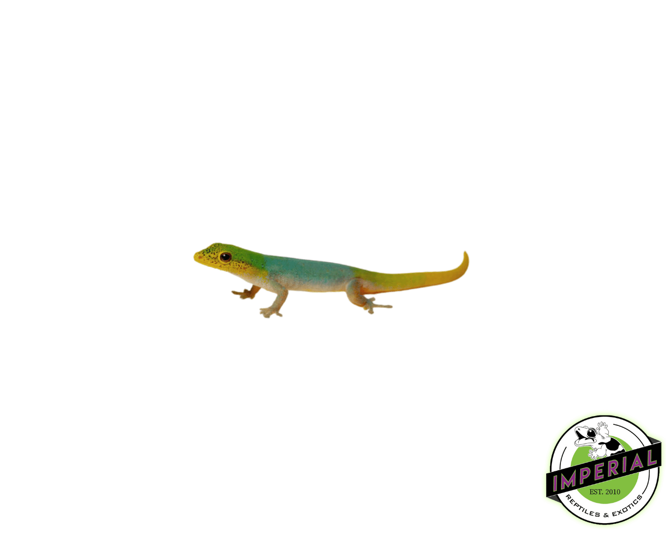 Cameroon Dwarf Gecko