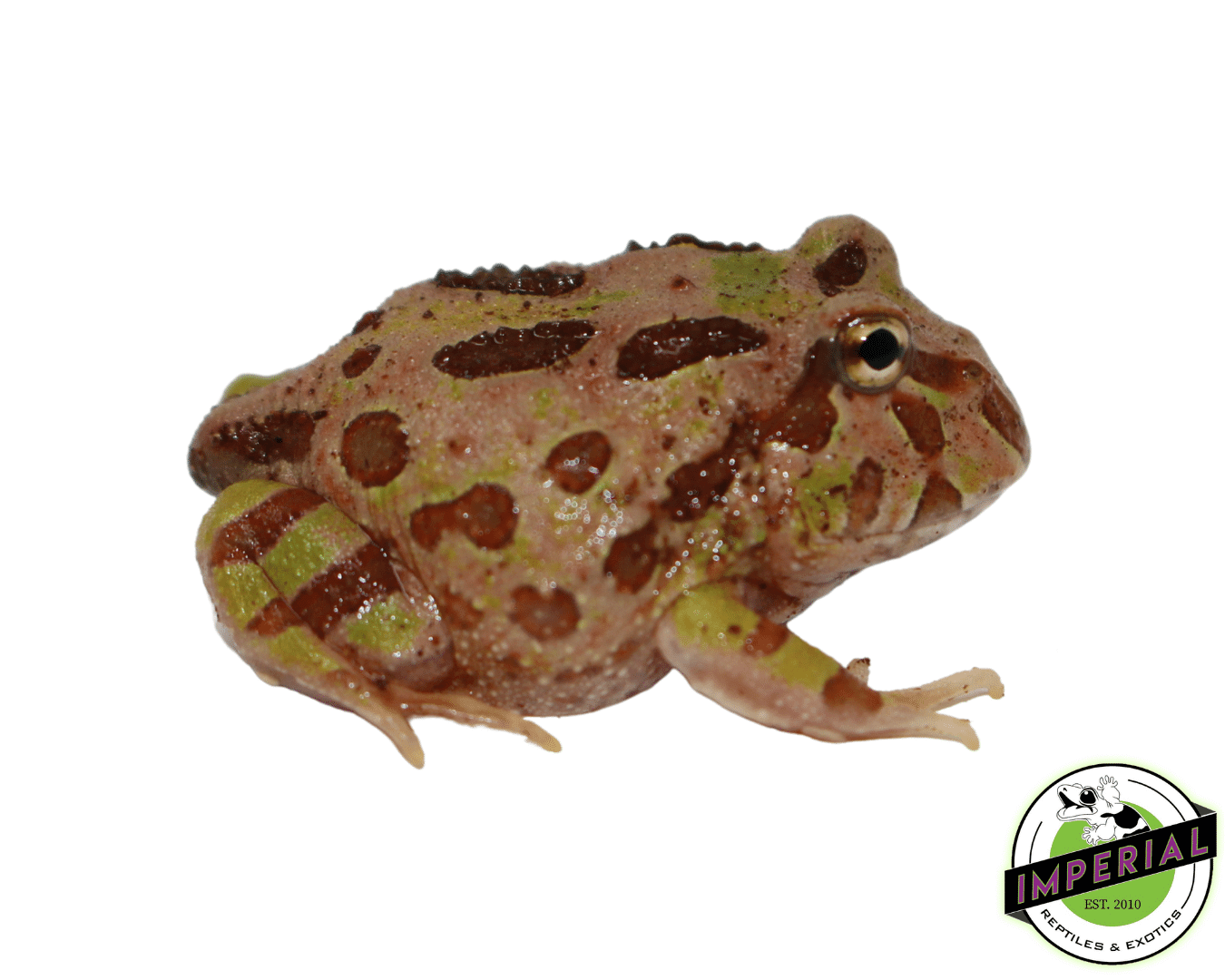 Camo PacMan Frog Baby