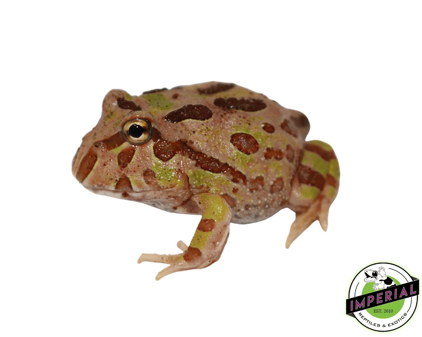Camo PacMan Frog Baby — image 2