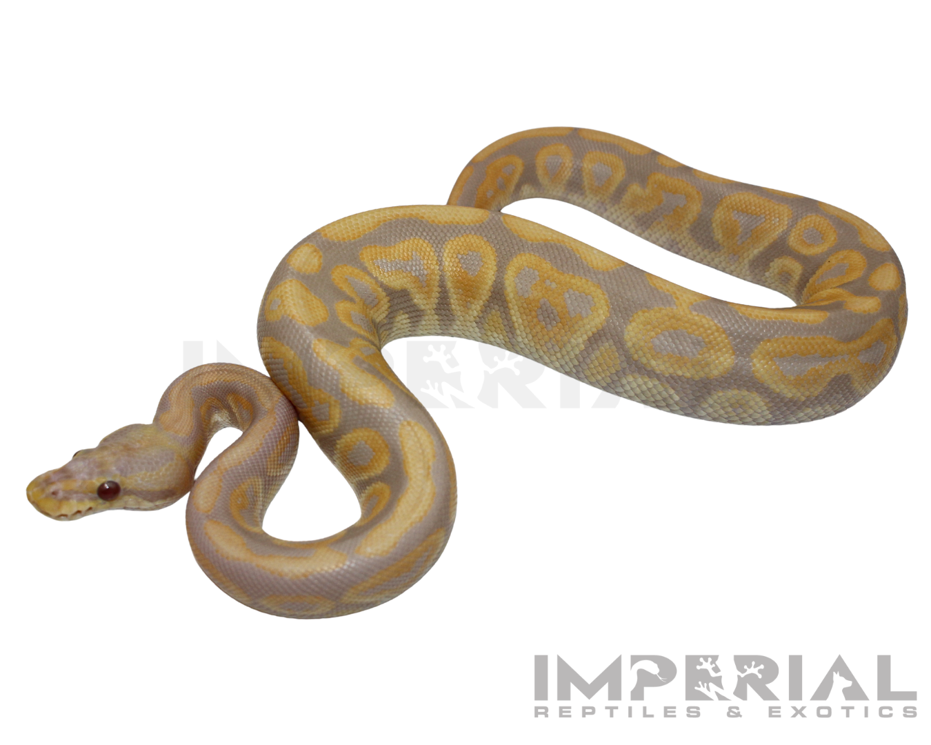 Candino Black Pastel Ball Python — image 2