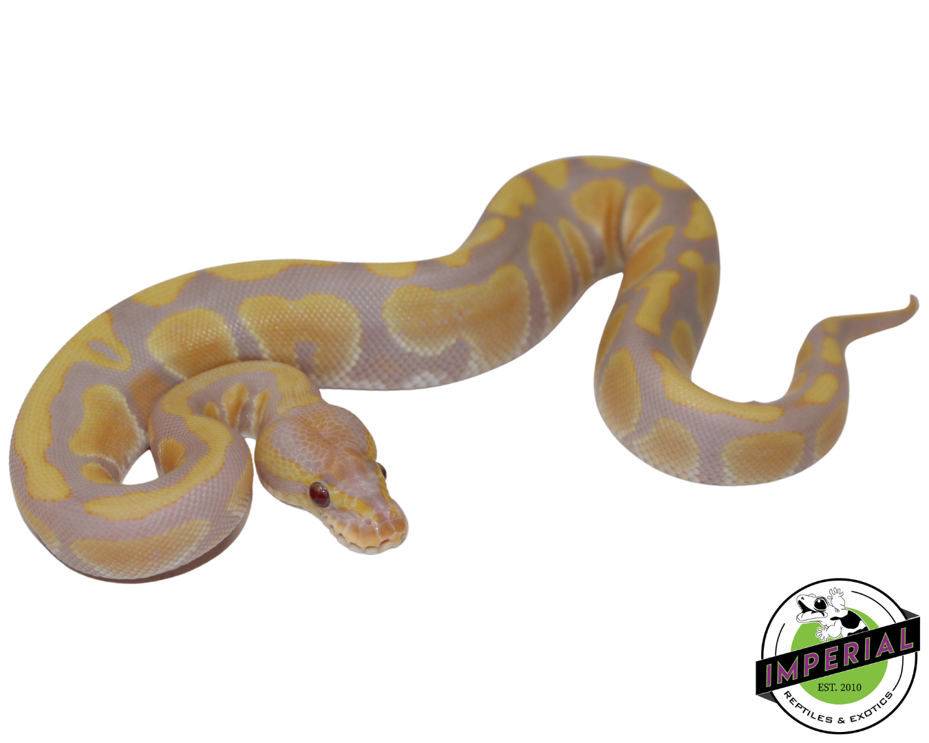 Candy Ball Python Baby
