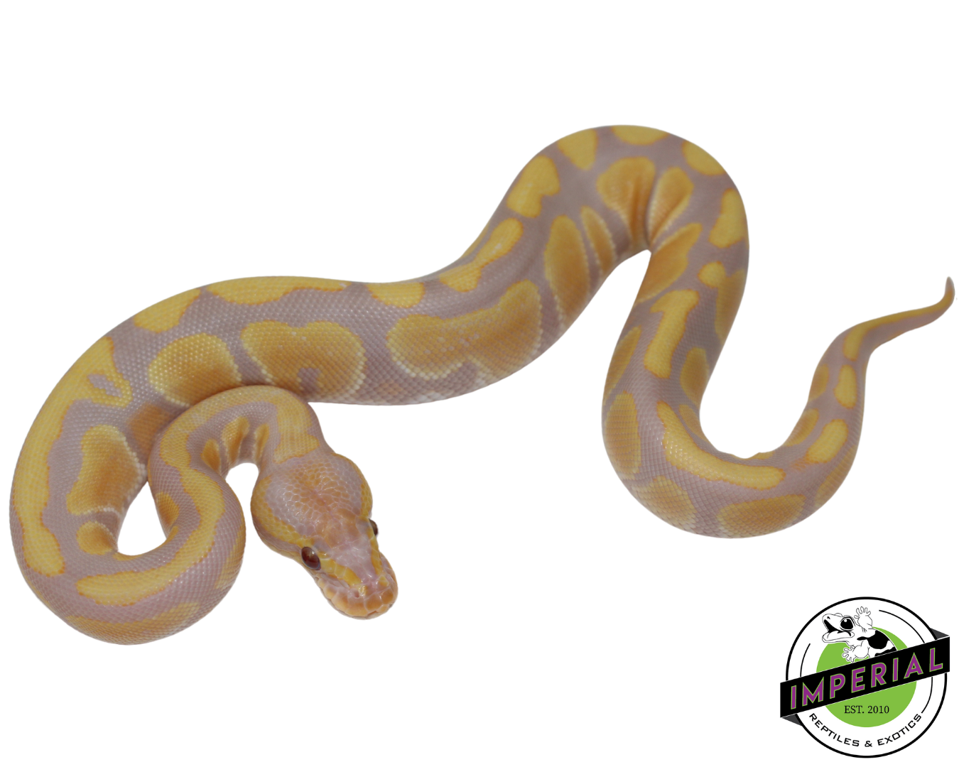 Candy Ball Python Baby — image 2