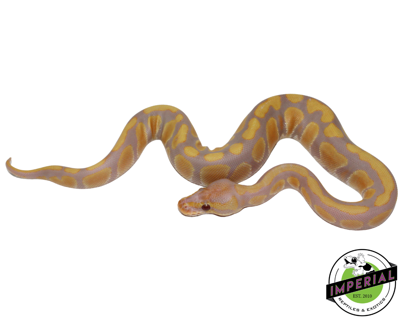 Candy Ball Python Baby — image 3